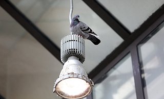 Ohne den Menschen sind Tauben, die größtenteils von verwilderten Haus- und Brieftauben abstammen, allerdings aufgeschmissen. - Frank-Michael Kiel-Steinkamp