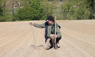 Landwirt Bernd Reinkensmeyer (52) kniet auf seinem trockenen Zwiebelfeld. - Jobst Lüdeking