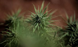 Zwei Cannabis-Plantagen mit je 600 Pflanzen waren bei der Razzia im Januar gefunden worden - eine davon im Kreis Höxter. (Themenbild) - AFP