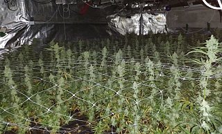 Die in Wehrendorf entdeckte Marihuana-Indoorplantage. - Polizei Osnabrück