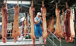 Schweinefleisch, das derzeit nicht nach China darf: Ein Mitarbeiter des Fleischunternehmens Tönnies arbeitet im Schlachthaus in Rheda-Wiedenbrück. - picture alliance / dpa