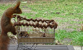 Hamsterkäufe sind ein Phänomenen, dem offenbar auch Eichhörnchen-Mann "Silvester" verfallen ist. - Privat