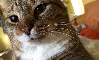 Milow muss nach dem Schuss unter das Messer. Dem Tier geht es nicht gut. - Sabine Foitzik