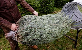Jedes Jahr werden in Deutschland etwa 27 Millionen Weihnachtsbäume verkauft. - Frank Molter/dpa