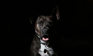 Der entwendete Hund ist ein Staffordshire-Labrador-Mix. Hier gezeigt ist ein Staffordshire Bullterrier. - Unsplash