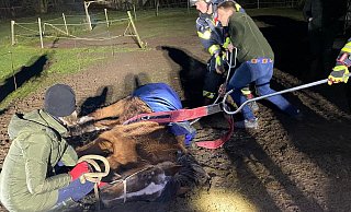 Das Pony wurde auf der Weide von der Feuerwehr wieder auf die vier Beine gestellt. - FFW Borgentreich