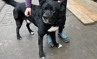 Fritz ist 8 Jahre alt und wurde als Welpe von einer Kuh ins Gesicht getreten, weshalb seine Schnauze etwas schief ist und er manchmal ein bisschen torkelt. - Jule Prietzel