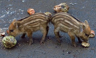 Ran an die Rübe: Die beiden Mini-Schweine testen schon einmal das Angebot jenseits der Mutter-Milch. - Kurt Ehmke