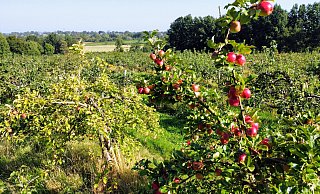 Die Apfelplantagen prägen das Landschaftsbild der Grafschaft Armagh, die daher auch als „Orchard County“, als „Obstgarten-Grafschaft“ bekannt ist. - Eike J. Horstmann
