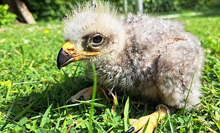 Das Foto zeigt den 16 Tage alten Schwarzen Milan als Jungvogel. - Umweltbetrieb/Stadt Bielefeld