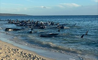 Ein Großteil der Wale konnte gerettet werden. - Supplied/PARKS AND WILDLIFE WESTERN AUSTRALIA/AAP/dpa