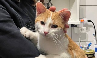 Kater "Rio" wurde im Warburger Baganhofsviertel Opfer einer grausigen Tat. - Privat