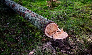 Manche würden die EU-Entwaldungsverordnung gerne zum Fallen bringen. (Symbolbild) - Philipp Schulze/dpa