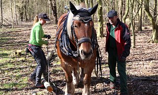 Die Kaltblüterstute Guinness bei ihrem Arbeitseinsatz im Herforder Wald. Jasmin Redeker (l.) und ihr Vater Bernd Lange haben sie ausgebildet. - Marco Hilla