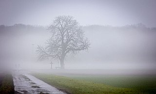 Grün statt weiß: An Weihnachten soll dem DWD zufolge auch in diesem Jahr kein Schnee fallen. - Moritz Frankenberg/dpa