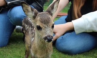 Mit einem kleinen Rehkitz begann vor 90 Jahren die Geschichte des Tierparks. - Symbolfoto: Kathrin Kantelberg
