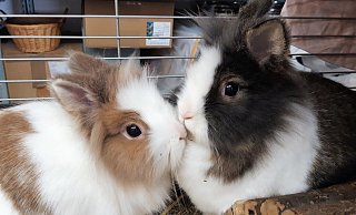 Die Kaninchen-Geschwister Tuffy und Krümel hängen sehr aneinander. - Tierschutzverein Herford