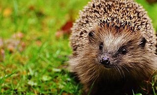 Mähroboter sind eine Gefahr für Igel. - Symbolbild: Pixabay