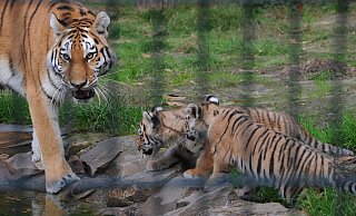 Die beiden noch namenlosen Tigerbabys im Tierpark Ströhen genossen ihren ersten Ausflug im Freigehege. Dabei hatten sie viel zu erkunden. - Joern Spreen-Ledebur