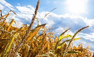 Die Trockenheit könnte auch in diesem Jahr den Landwirten extreme Probleme bereiten. - Pixabay/Symbolbild