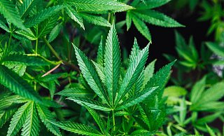 Die Kriminalpolizei geht bei dem Fund davon aus, dass der Cannabis für illegalen Handel genutzt wurde. - Unsplash (Symbolfoto)