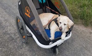 Luna ist schon 14 Jahre alt und wird mittlerweile im Wagen spazieren gefahren. - privat