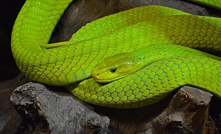 Giftschlange: Das Halten einer Mamba soll in NRW verboten werden. - Pixabay