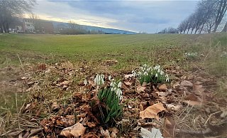 Bislang gibt es auf dem Areal "Im Flor" in Höxter einen Bolzplatz - und Schneeglöckchen. - Simone Flörke
