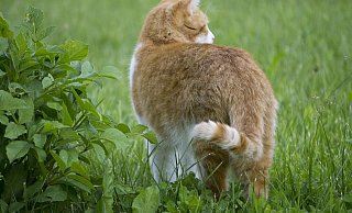 In Löhne-Ostscheid hatte es ein Luftgewehrschütze auf eine Katze abgesehen - pixabay