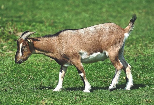 Bis 2012 in der Kaserne: Eine Ziege, das Maskottchen des ABC-Abwehrbataillons 7. - © ABC-Abwehrbataillon 7