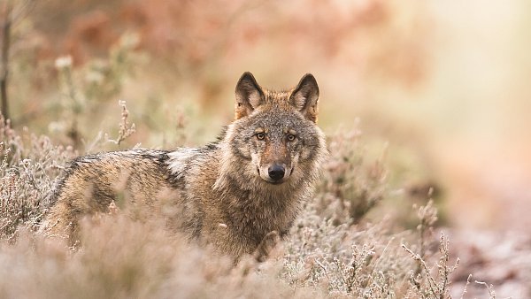 2025 wurden bislang acht, im Jahr 2024 16 illegal getötete Wölfe gefunden. - © Heiko Anders / NABU