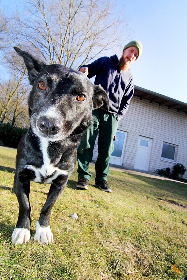 An der Leine: Tierheim-Mitarbeiter Sven Kirchhoff führt Hilde aus. Die zweieinhalbjährige Dame zählt zu den kleineren Hunden In der Worth. - © Foto: Michael Schuh