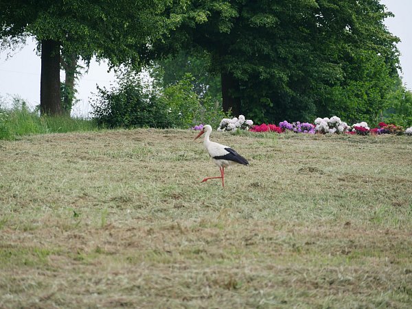 Seltener Gast: Der Storch stolziert durch das Gewerbegebiet in Tengern. - © Foto: Jemima Wittig