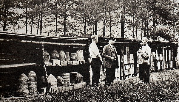 Die Sennebauern und ihre Bienen. Fast jeder Hof besaß mehrere Bienenstöcke, die den bekannten Heidehonig lieferten. - © Repro: Horst Biere