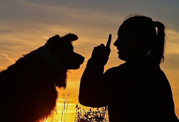 Hunde sollen mit Konsequenz und Belohnung erzogen werden. - © dpa