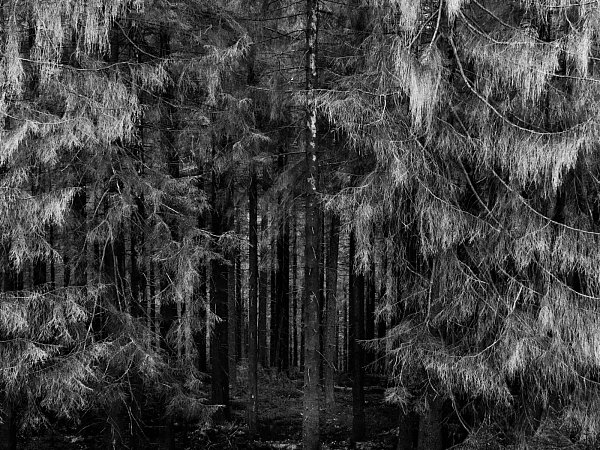 Auf den ersten Blick wirkt der Wald wie hier am Velmerstot romantisch wie immer. Foto: Ralf Bittner - © Ralf Bittner
