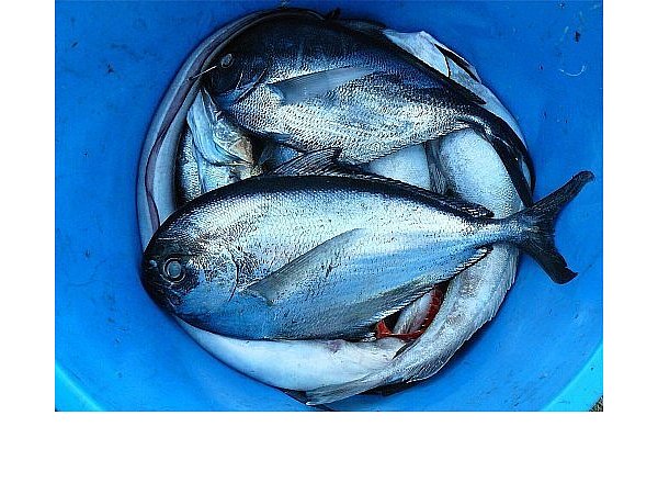 Ökologisch nachhaltige Fischerei achtet darauf, dass die Bestände nicht zu sehr überfischt werden. - © Symbolbild/Pixabay