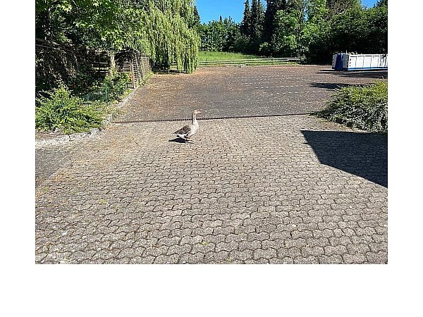 Auf diesem Parkplatz hat Gans Gerda ihren Unterschlupf gefunden. - © Möbel Akut