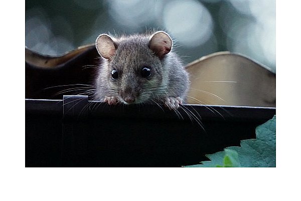 Mit dem Nagetier hat der Siebenschläfertag nichts zu tun. - © Symbolbild/Pixabay