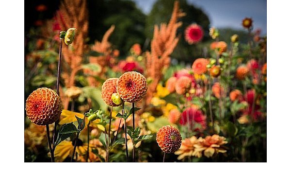 Dahlien blühen den gesamten Sommer über. - © Symbolbild/Pixabay