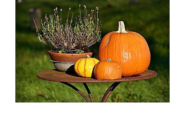 Kürbisse, die nur einige Tage als herbstliche Deko gedient haben, sind je nach Sorte weiterhin essbar. - © Symbolbild Pixabay