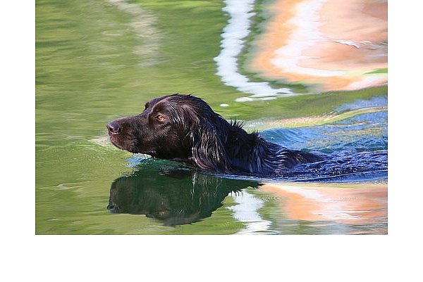 Auch im Wasser können Hunde zum Lebensretter werden. - © Symbolfoto: Pixabay