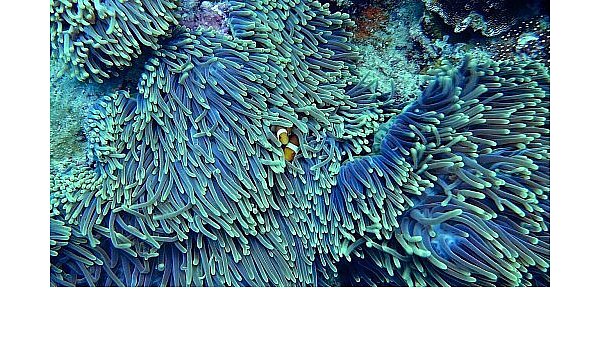 Beim Tauchen sollten die empfindlichen Korallen nicht berührt werden. - © Symbolbild/Pixabay