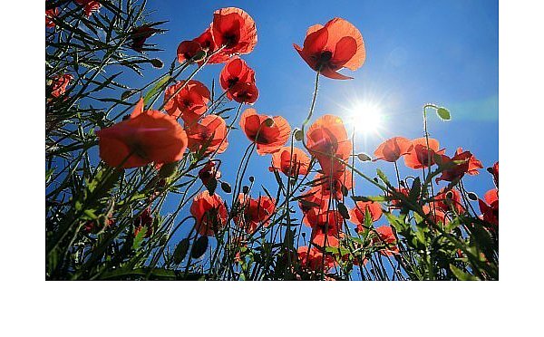 Der Klatschmohn kündigt den Sommer frühzeitig an: Schon im Mai erstrahlen die leuchtend roten Blüten. - © Peter Gercke