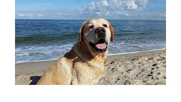 Camping mit Hund funktioniert auf den meisten Campingplätzen in Deutschland – an der Nordsee und Ostsee gibt es zudem verschiedene Badestrände für den Vierbeiner. - © Symbolbild/Pixabay