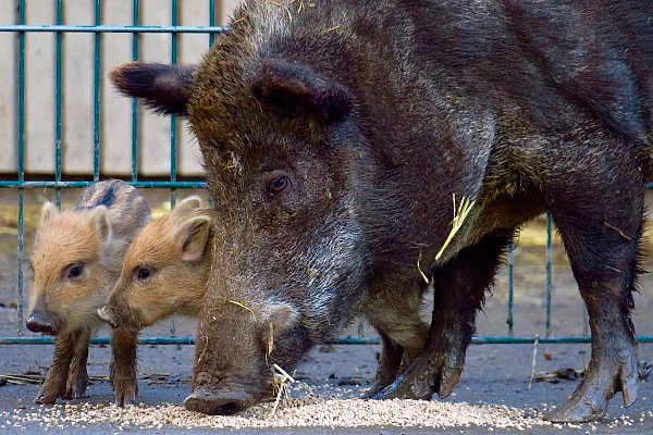Mama Rosi und ihre beiden Nachwuchs-Schweine. - © Kurt Ehmke