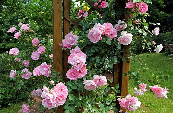 Manche Paare pflanzen am Tag ihrer Rosenhochzeit einen Rosenstrauch. - © Symbolbild:Pixabay