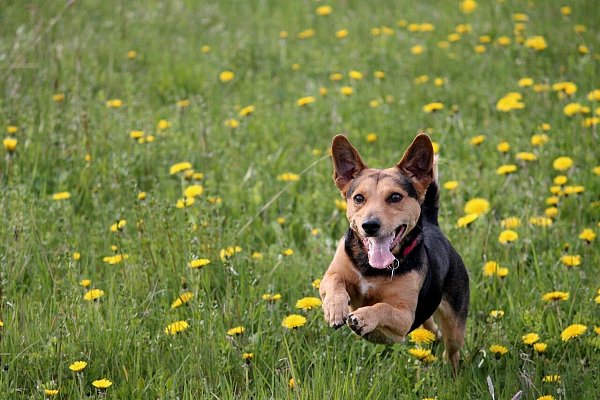 Einigen Hunden macht die Sommerhitze weniger aus als anderen. - © Pixabay Symbolbild