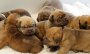 Welpenalarm im Bielefelder Tierheim: Hündin bekommt sieben Babys