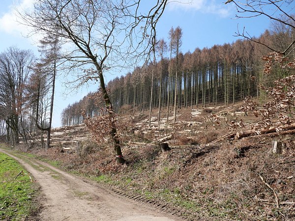 Noch etwa zwei Wochen wird es mit den Abholzungen so weiter gehen. - © Kirsten Tirre
